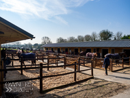 WG250322-10 - Warren Greatrex Stable Visit